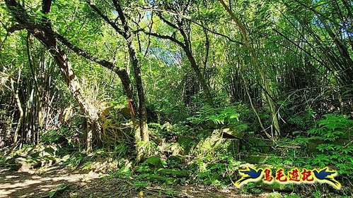 石笋古道-南草山-草山南峰下黃金神社步道 (31).jpg