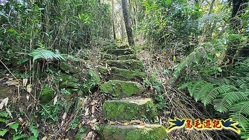 石笋古道-南草山-草山南峰下黃金神社步道 (32).jpg