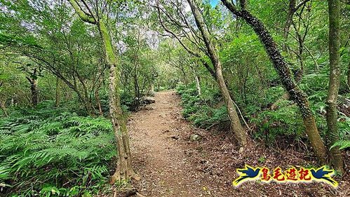 石笋古道-南草山-草山南峰下黃金神社步道 (44).jpg