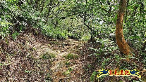 石笋古道-南草山-草山南峰下黃金神社步道 (43).jpg