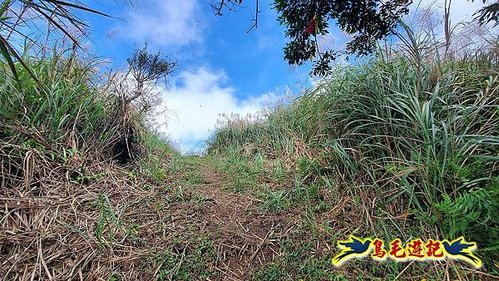 石笋古道-南草山-草山南峰下黃金神社步道 (59).jpg