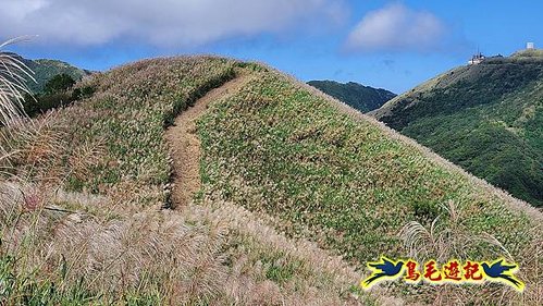 石笋古道-南草山-草山南峰下黃金神社步道 (62).jpg