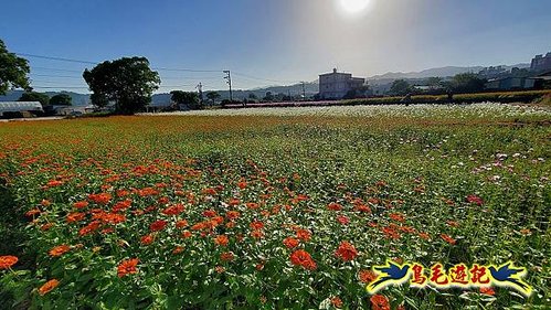 2023桃園花彩節·中庄吊橋·山豬湖生態園區 (1).jpg