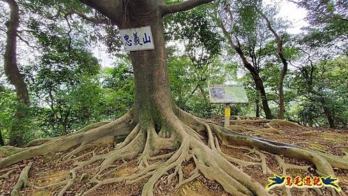 鶯歌孫臏廟-鶯歌石-忠義山隨走 (15).jpg