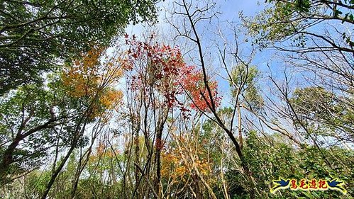 大崙頭尾山步道(碧溪橋-中社路) (32).jpg