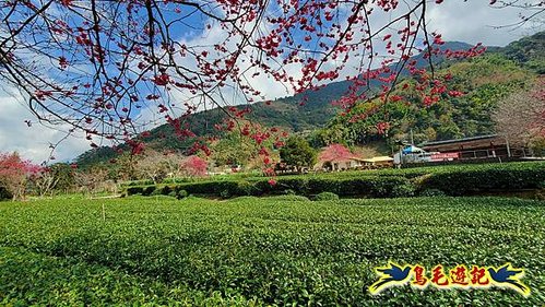 2024南投草坪頭櫻花季 (67).jpg