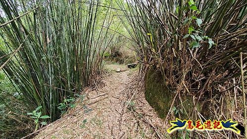 龜媽坑古道東線-大湖山-雪山尾稜-大湖越嶺古道(福隆-石城) (9).jpg