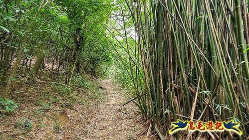 龜媽坑古道東線-大湖山-雪山尾稜-大湖越嶺古道(福隆-石城) (11).jpg