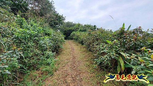 龜媽坑古道東線-大湖山-雪山尾稜-大湖越嶺古道(福隆-石城) (35).jpg
