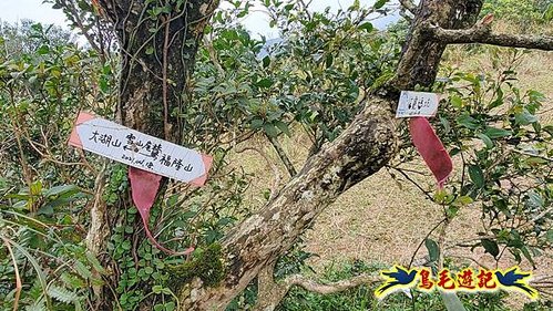 龜媽坑古道東線-大湖山-雪山尾稜-大湖越嶺古道(福隆-石城) (38).jpg