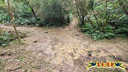龜媽坑古道東線-大湖山-雪山尾稜-大湖越嶺古道(福隆-石城) (46).jpg