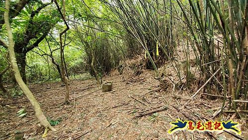 龜媽坑古道東線-大湖山-雪山尾稜-大湖越嶺古道(福隆-石城) (51).jpg