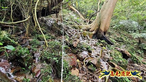 龜媽坑古道東線-大湖山-雪山尾稜-大湖越嶺古道(福隆-石城) (54).jpg
