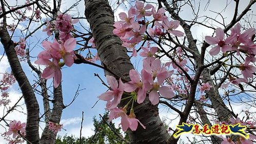 2024陽明山花季の湖山秘境環狀步道 (5).jpg