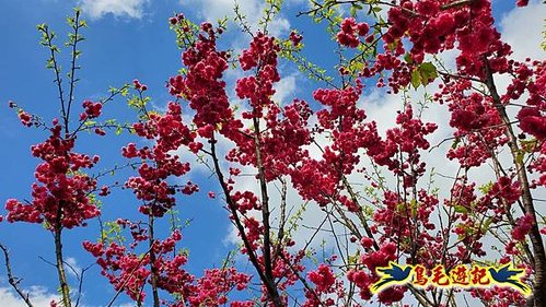 2024陽明山花季の湖山秘境環狀步道 (13).jpg