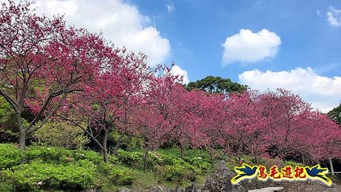 2024陽明山花季の湖山秘境環狀步道 (26).jpg