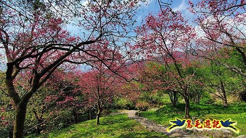 2024陽明山花季の湖山秘境環狀步道 (34).jpg