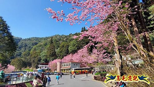 南投杉林溪河岸櫻花-穿林棧道-花卉中心-松瀧岩瀑布-樂山步道 (3).jpg