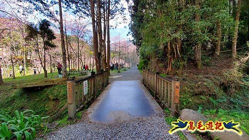 南投杉林溪河岸櫻花-穿林棧道-花卉中心-松瀧岩瀑布-樂山步道 (25).jpg