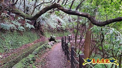 溪內古道-菁礐山(竹篙山西南峰)-木炭窯遺址-竹篙坪-番婆草原-擎天崗 (2).jpg