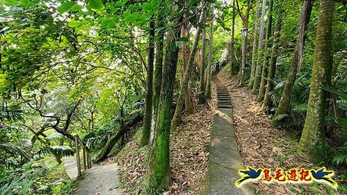 小南港山步道桐花飄 (4).jpg