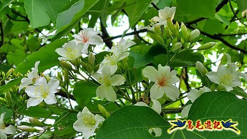 小南港山步道桐花飄 (6).jpg