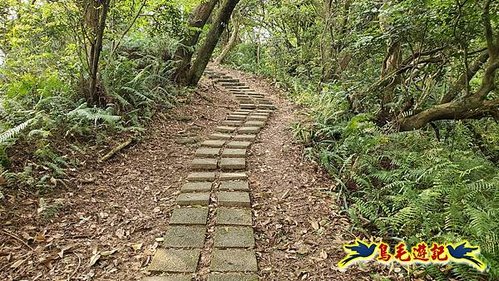 小南港山步道桐花飄 (7).jpg