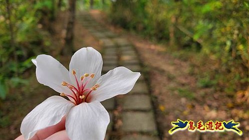 小南港山步道桐花飄 (11).jpg