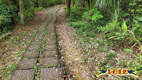小南港山步道桐花飄 (10).jpg