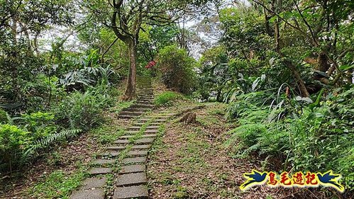 小南港山步道桐花飄 (8).jpg