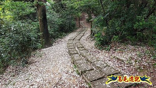 小南港山步道桐花飄 (18).jpg