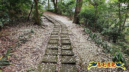 小南港山步道桐花飄 (16).jpg