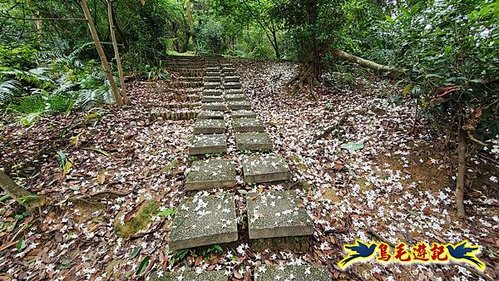 小南港山步道桐花飄 (15).jpg