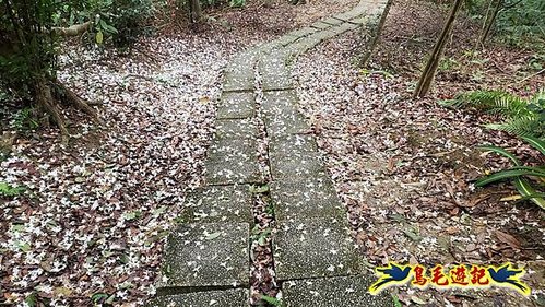 小南港山步道桐花飄 (14).jpg