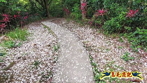 小南港山步道桐花飄 (19).jpg