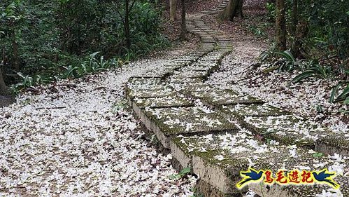 小南港山步道桐花飄 (22).jpg