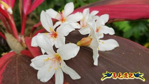 小南港山步道桐花飄 (21).jpg