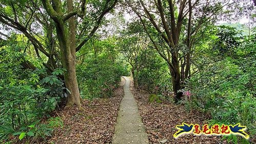 小南港山步道桐花飄 (20).jpg