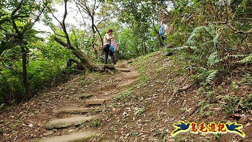 小南港山步道桐花飄 (25).jpg