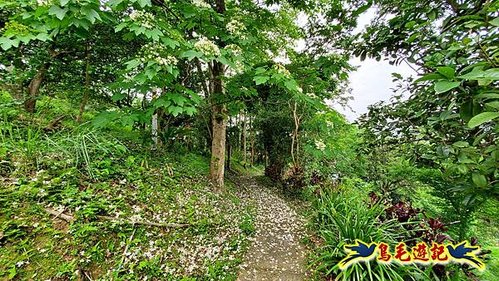 小南港山步道桐花飄 (29).jpg
