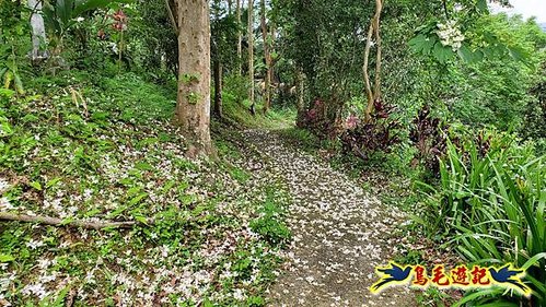 小南港山步道桐花飄 (30).jpg