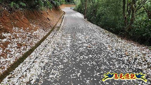 雙溪貢寮縱走(西九份坑山、九份坑山、嶺頭觀日步道、雞母嶺街楊廷理古道、丹裡山、外文秀坑山) (74).jpg