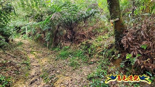 泰平國小-溪尾寮山-東柑腳山（後寮山）-風口鞍部(埡口)下崩山坑古道 (12).jpg