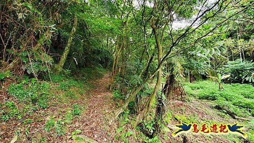 泰平國小-溪尾寮山-東柑腳山（後寮山）-風口鞍部(埡口)下崩山坑古道 (11).jpg