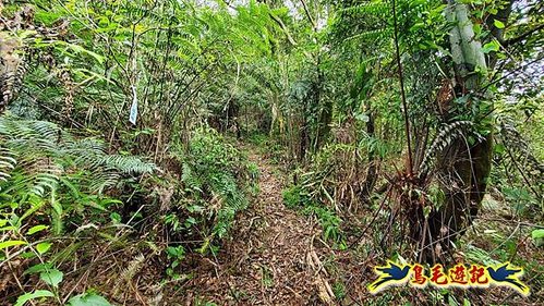 泰平國小-溪尾寮山-東柑腳山（後寮山）-風口鞍部(埡口)下崩山坑古道 (14).jpg