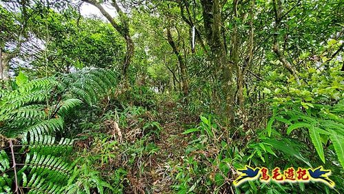 泰平國小-溪尾寮山-東柑腳山（後寮山）-風口鞍部(埡口)下崩山坑古道 (16).jpg