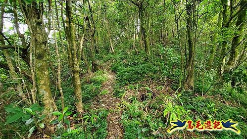 泰平國小-溪尾寮山-東柑腳山（後寮山）-風口鞍部(埡口)下崩山坑古道 (22).jpg