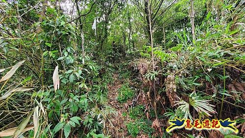 泰平國小-溪尾寮山-東柑腳山（後寮山）-風口鞍部(埡口)下崩山坑古道 (23).jpg