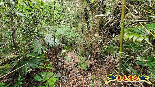 泰平國小-溪尾寮山-東柑腳山（後寮山）-風口鞍部(埡口)下崩山坑古道 (24).jpg