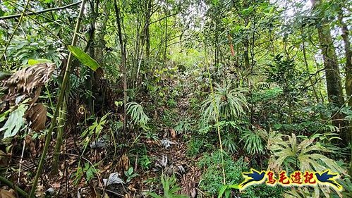 泰平國小-溪尾寮山-東柑腳山（後寮山）-風口鞍部(埡口)下崩山坑古道 (25).jpg